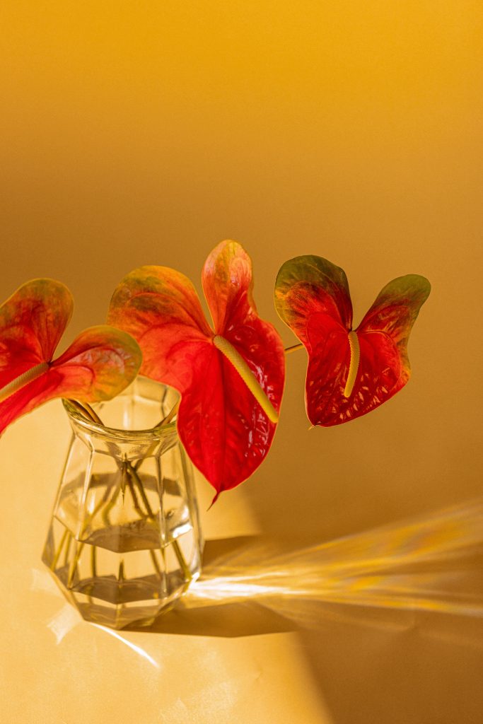 anthurium flowers