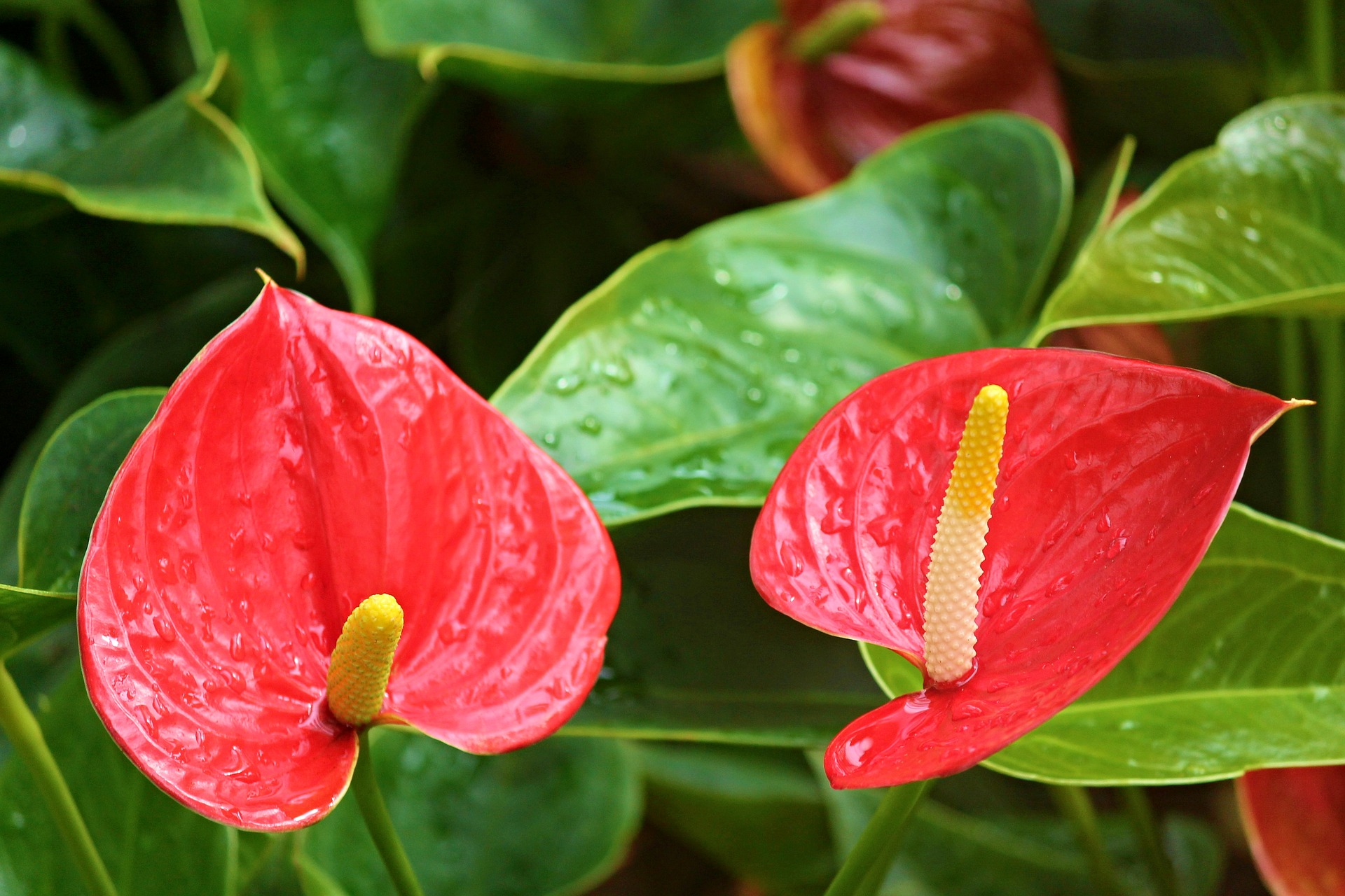 Colorful Red anthurium flower for delivery in Dubai