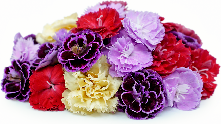 Carnations Flower