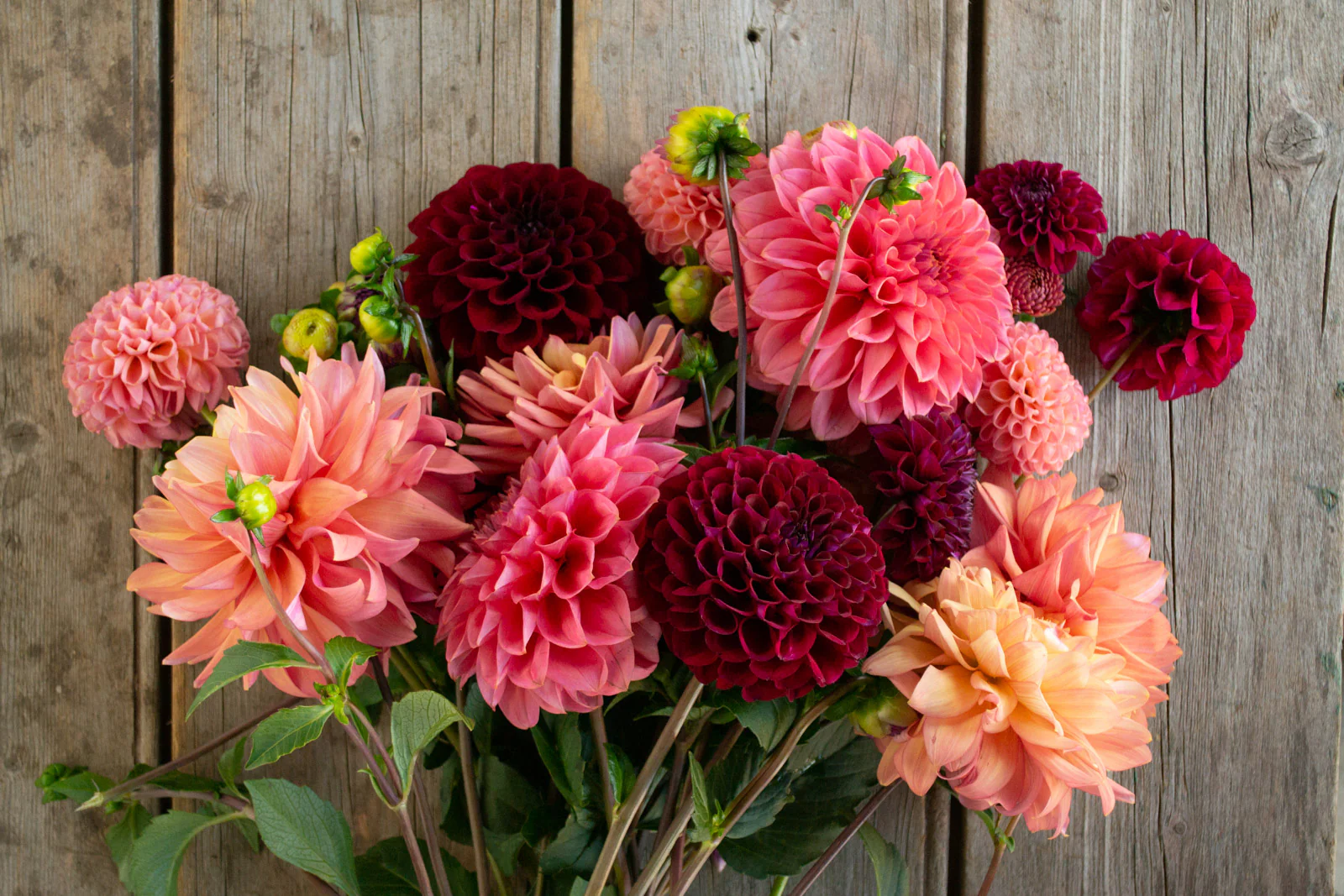 Dahlia care for cut flowers