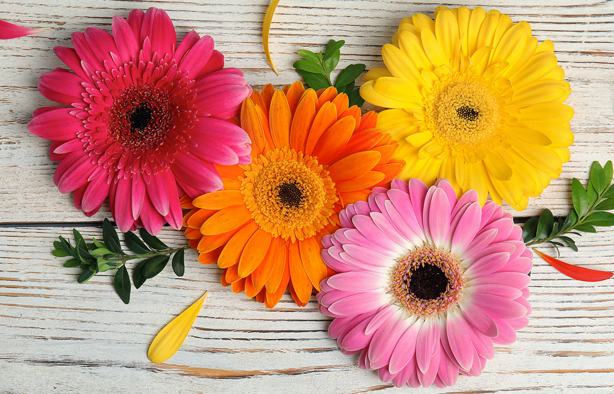 Gerbera flowers delivery in Dubai