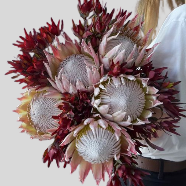 A woman hold protea flowers delivery dubai