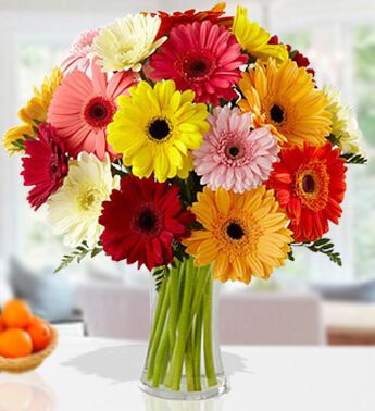 Gerbera flowers