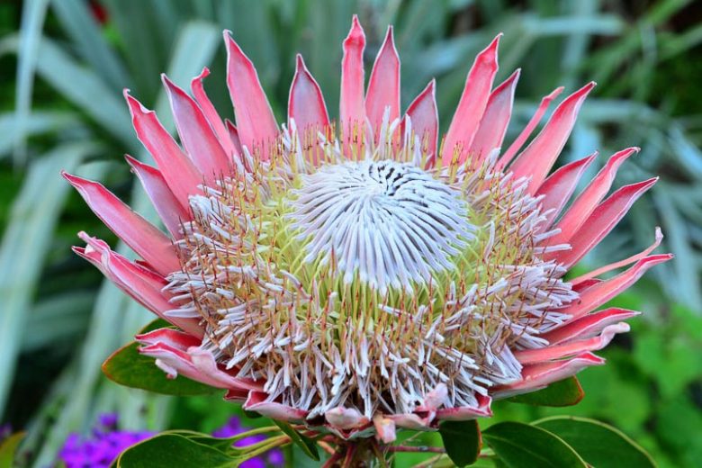 Protea Flower delivery in Dunai