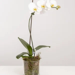 White Phalaenopsis Orchid in Glass Vase