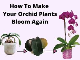 How to Get Your Orchid to Bloom Again