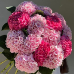 Hydrangea pink mix found on goshen flower delivery dubai