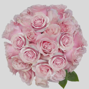 Pink Mondial Rose goshen flower delivery Dubai