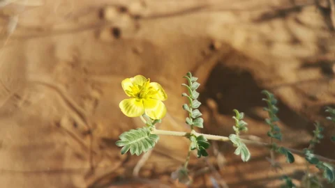 Tribulus Omanense in UAE desert