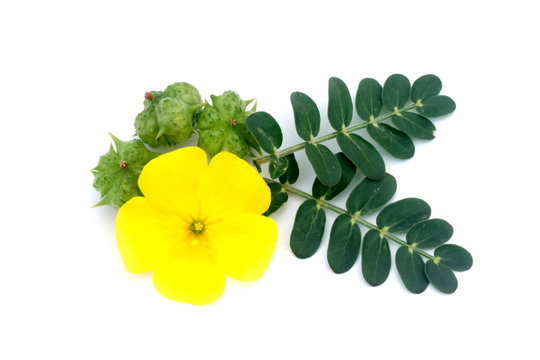 Tribulus Omanense