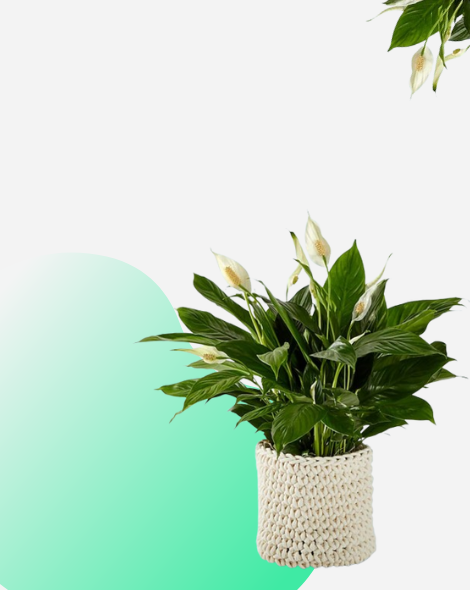 goshen flower indoor plants for flower delivery dubai