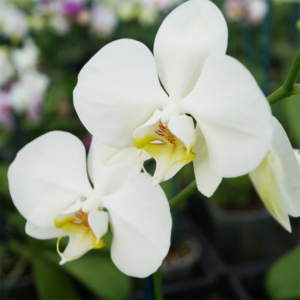 White Phalaenopsis Orchid 