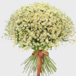 Daisy Bouquet a symbol of innocence and purity, happiness flower delivery dubai