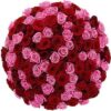 red and pink roses bouquet goshen flower delivery dubai