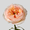 Roses peony goshen flower delivery Dubai