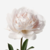 Blush Pink Peony