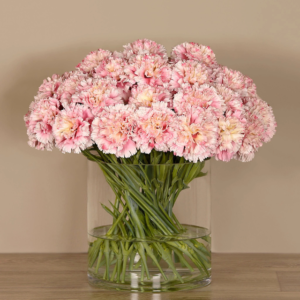 Carnations Flowers