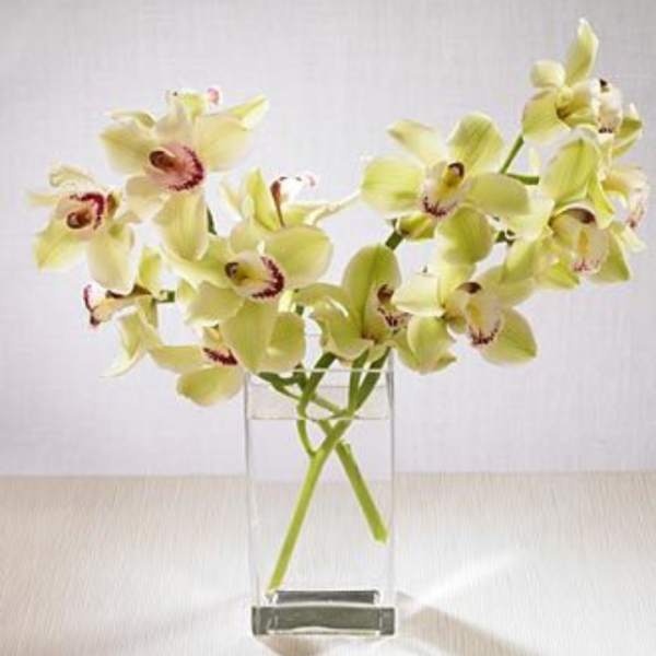 Green Cymbidium Orchid