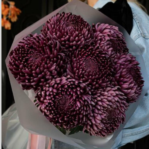 Velvet Blossom Chrysanthemums