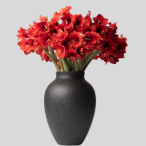 Luxurious Red Amaryllis Vase