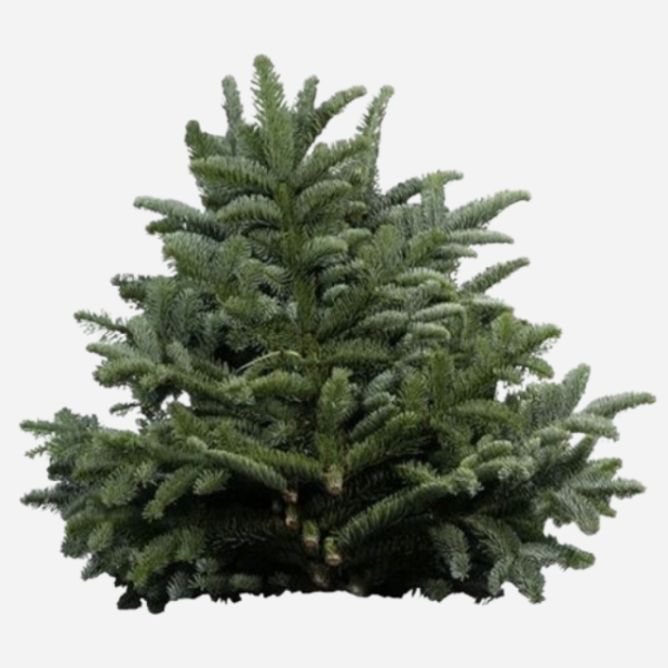 Noblis Fir Festive Branches