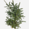 Noblis Fir Festive Branches dubai