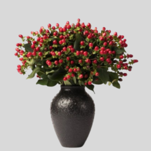 Ruby Radiance Hypericum