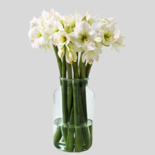 White Amaryllis